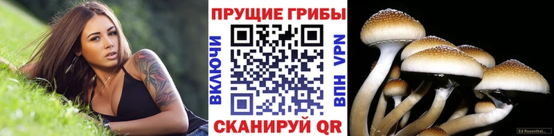 Галлюциногенные грибы Psilocybine cubensis Ярославль